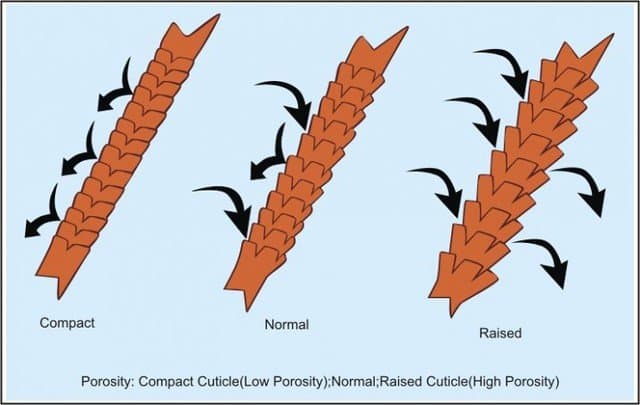 hair porosity