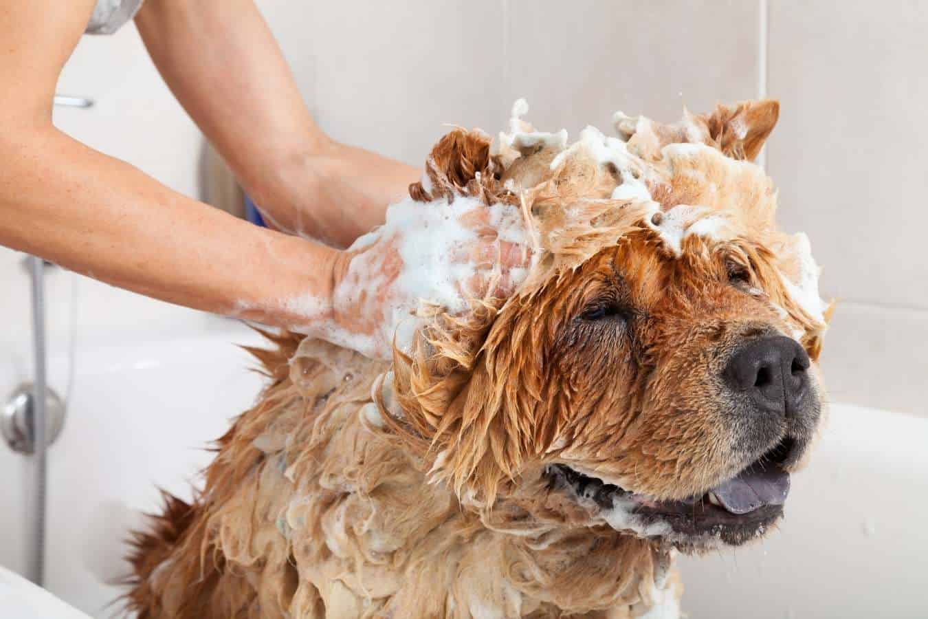 Can You Use Dog Shampoo On Human Hair