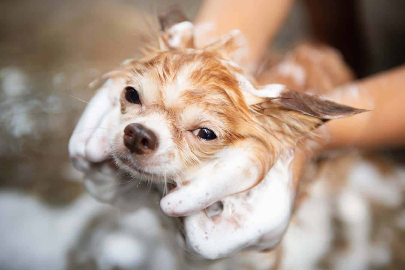 use dog shampoo on human hair