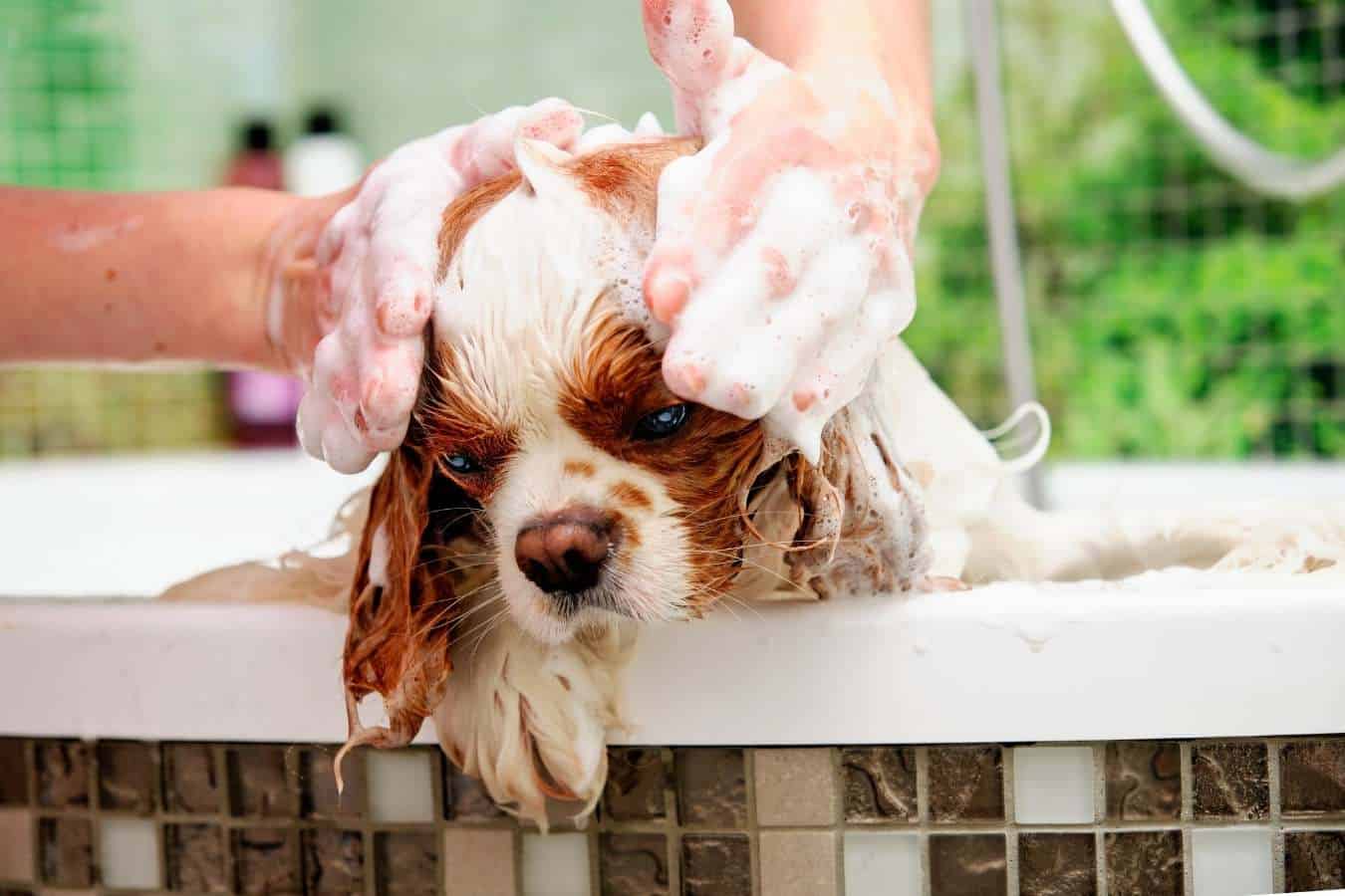 Can You Use Dog’s Anti-Flea Shampoo To Get Rid Of Lice