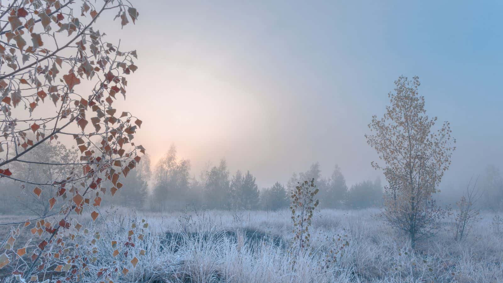Early Frosty Mornings