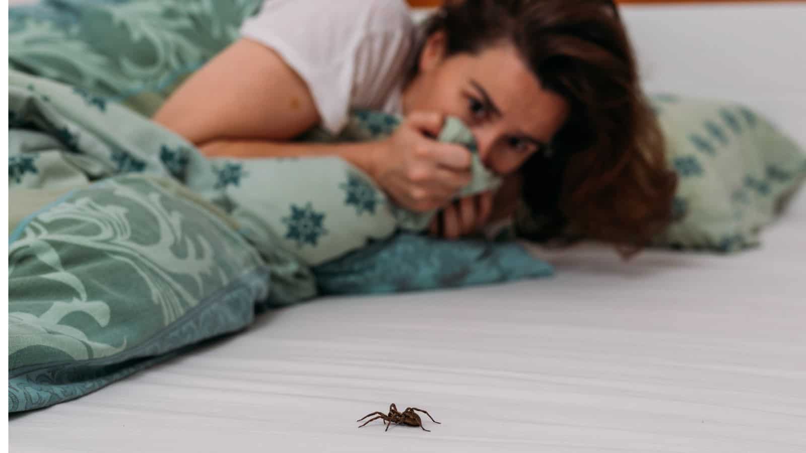 You Eat 8 Spiders In Your Sleep Over The Course Of A Lifetime