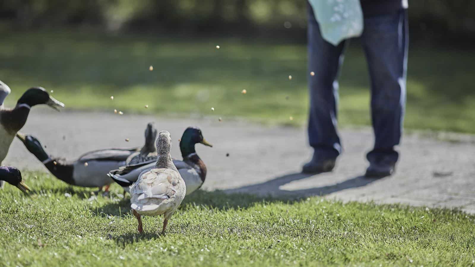 Feed Ducks at the Park